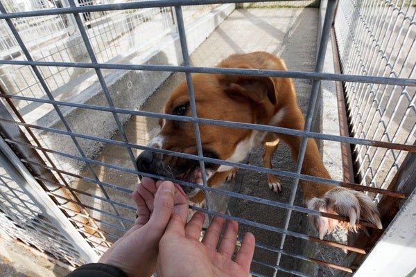 El alcalde de Ponferrada visita el albergue canino municipal.