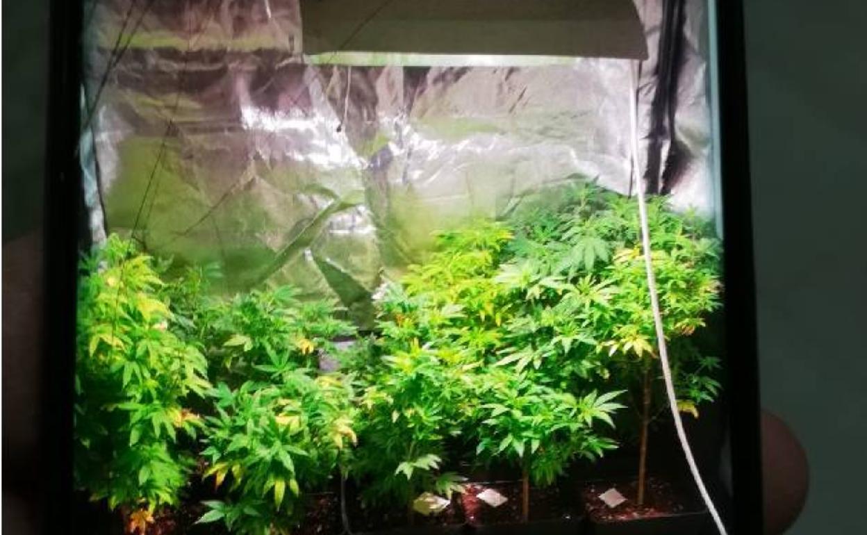 Imagen de la marihuana que cultivaba el detenido en el interior de un armario de su vivienda.