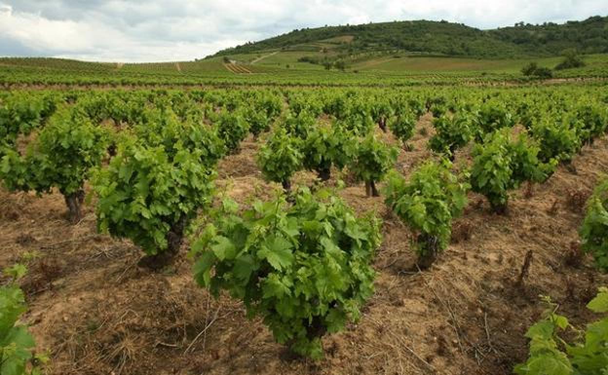 Viñedos en el Bierzo.