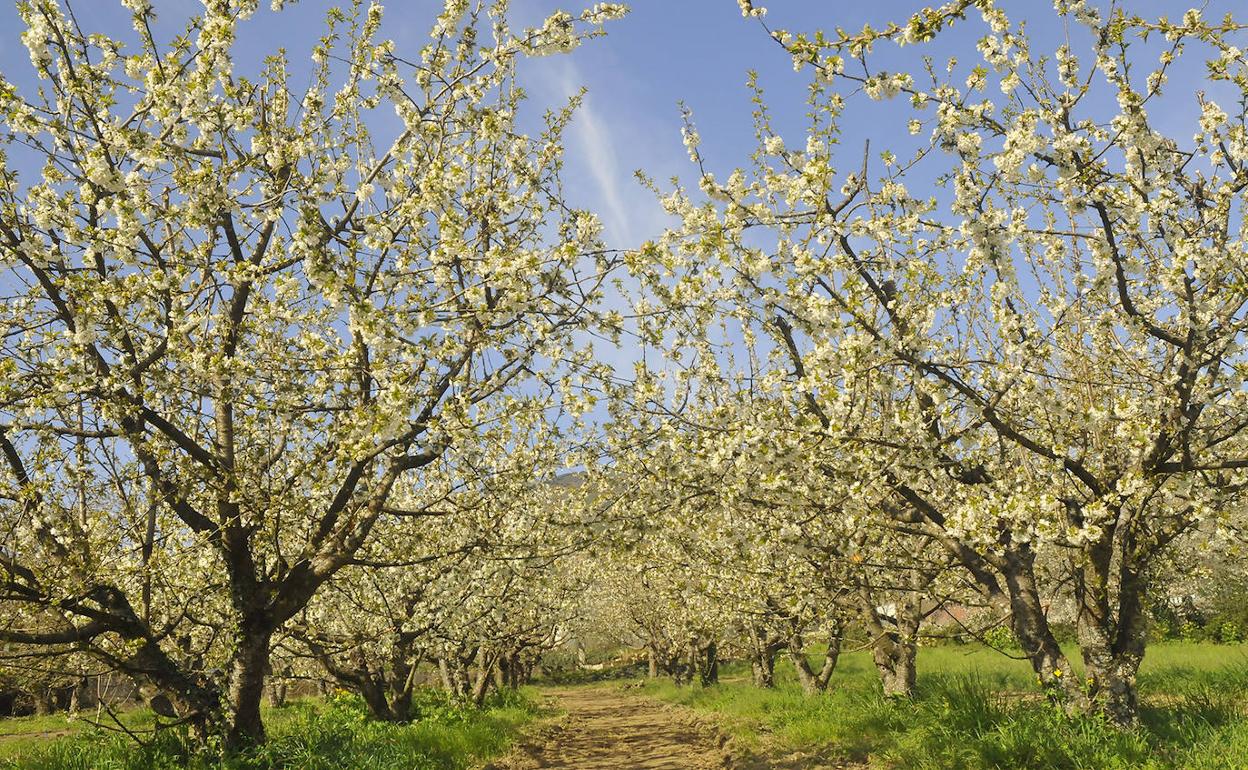 Cerezos en flor en Corullón.