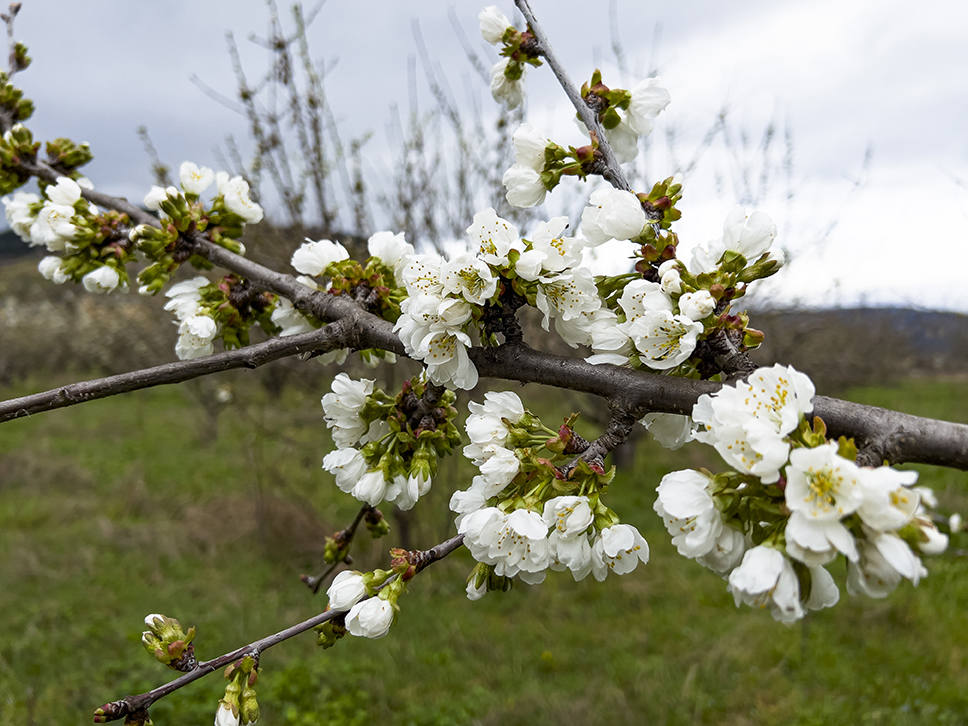 Un año más Corullón se viste de blanco para recibir la floración de sus cerezos