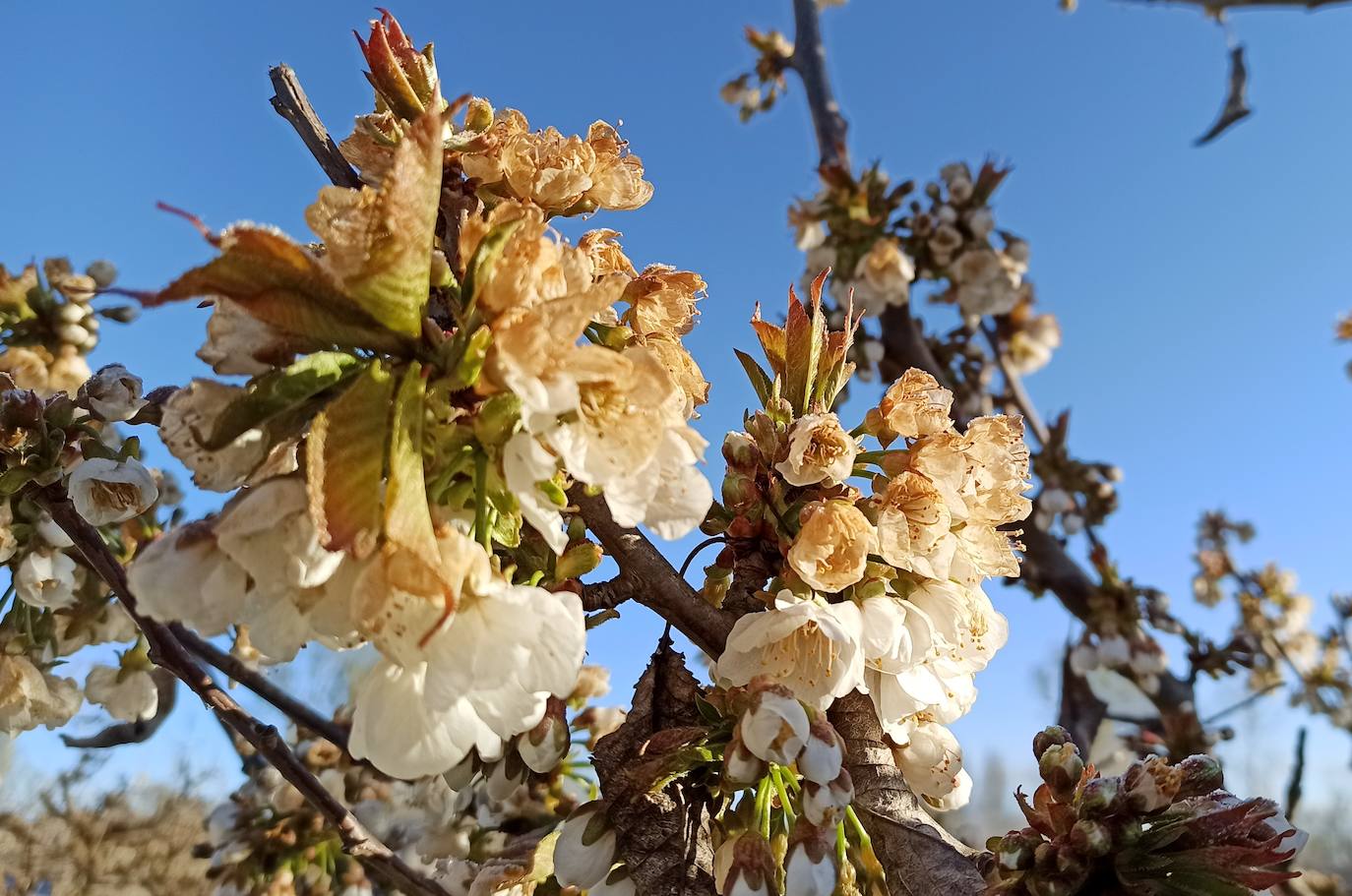 Daños provocados por las heladas en los cerezos del Bierzo.