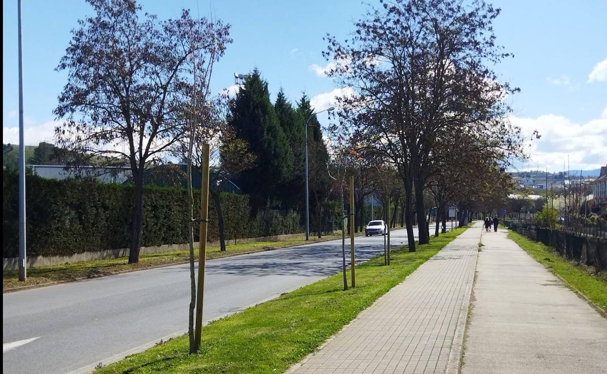 Operarios del Servicio de Parques y Jardines han respuesto árboles en la VI Avenida del barrio de Compostilla.