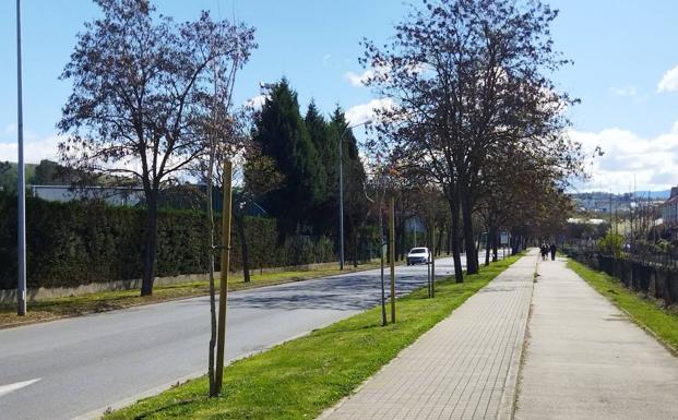 Ponferrada renueva el arbolado de la VI Avenida situada en el barrio de Compostilla