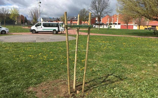 LaAsociación A Morteira y alumnos de colegio de Compostilla han plantado seis olmos en el parque contiguo al centro.