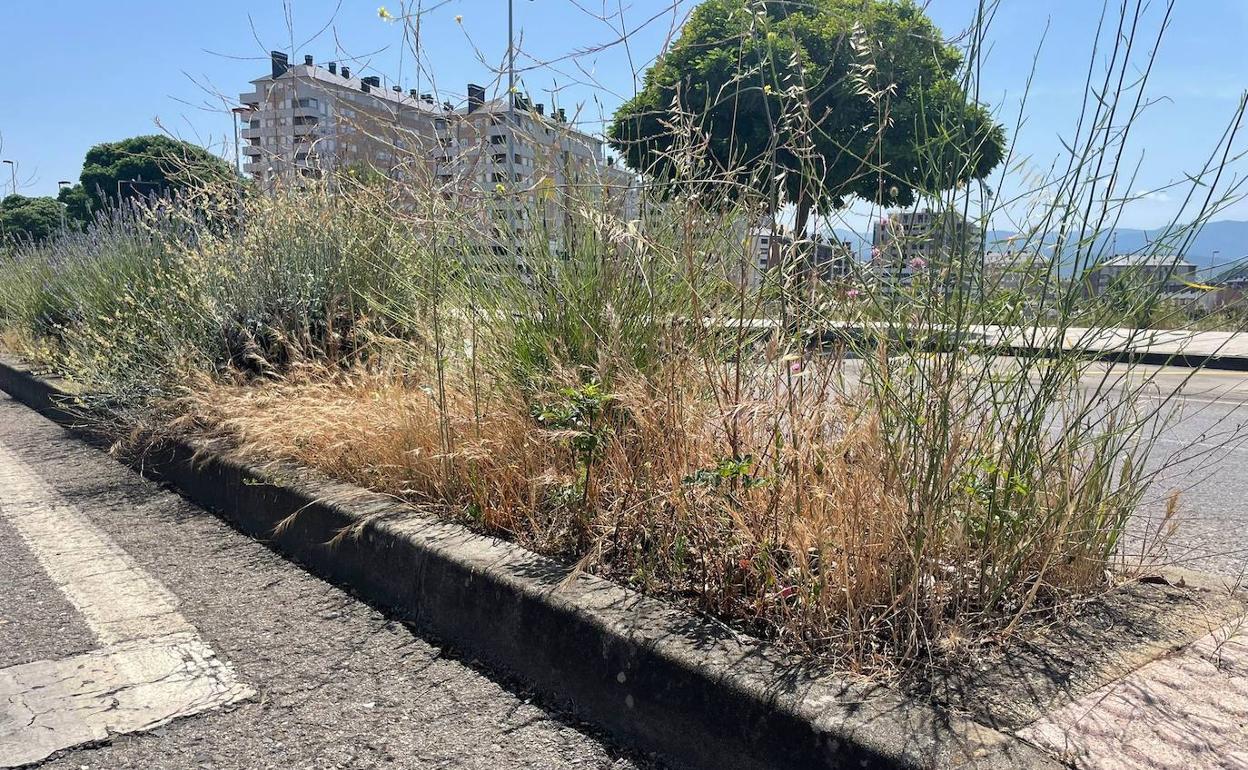 Hierbajos en la mediana en la Avenida de Asturias.