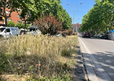 Imagen secundaria 1 - El PP de Ponferrada denuncia el «abandono» de las zonas verdes y ajardinadas del municipio