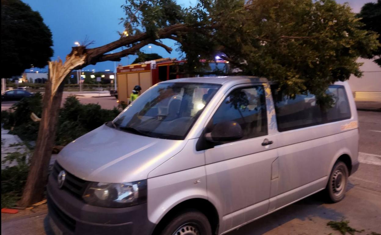 Un árbol caído sobre una furgoneta en el barrio de la Rosaleda de Ponferrada.