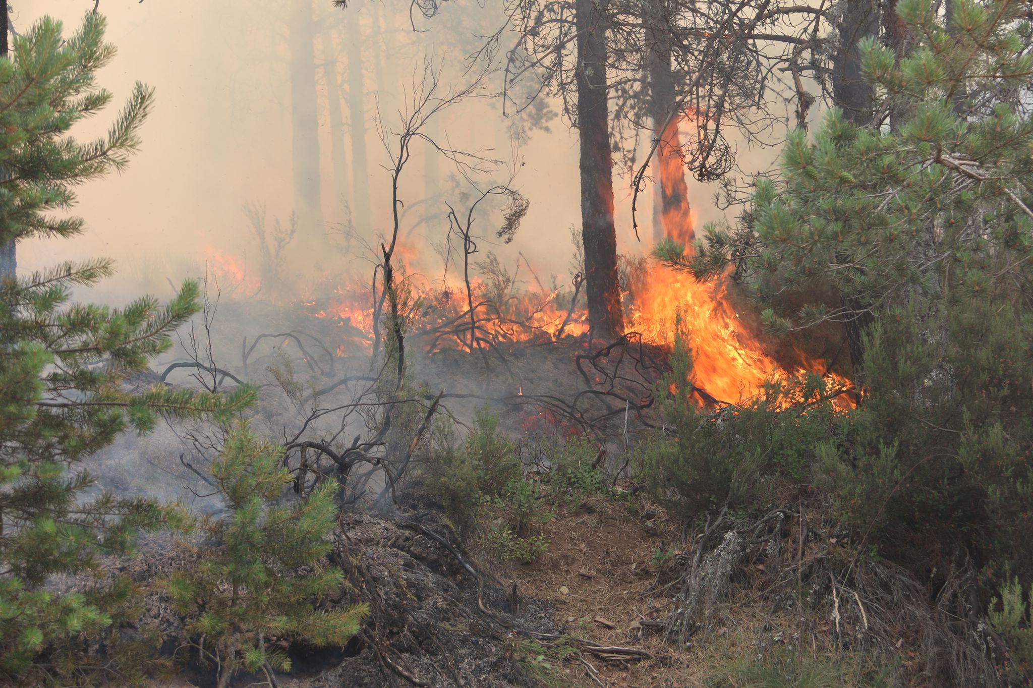 Fotos: El viento dificulta la extinción en Montes de Valdueza