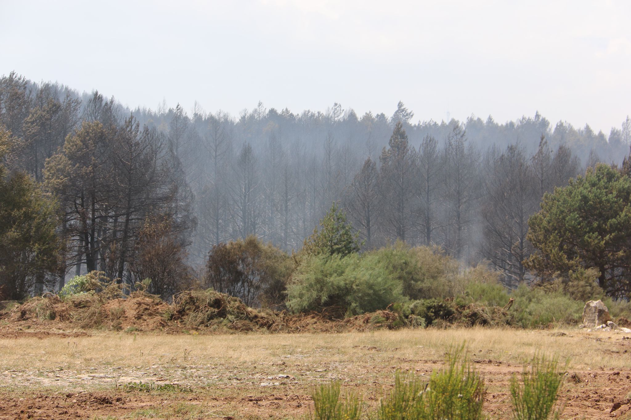 Fotos: Incendio forestal en Montes