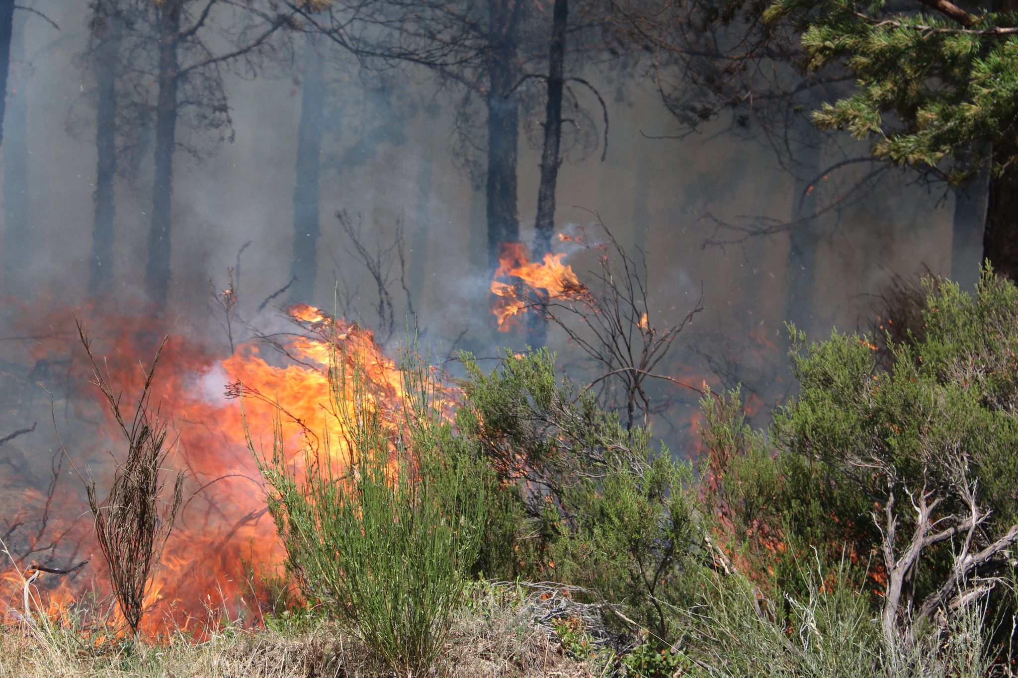 Fotos: Incendio forestal en Montes