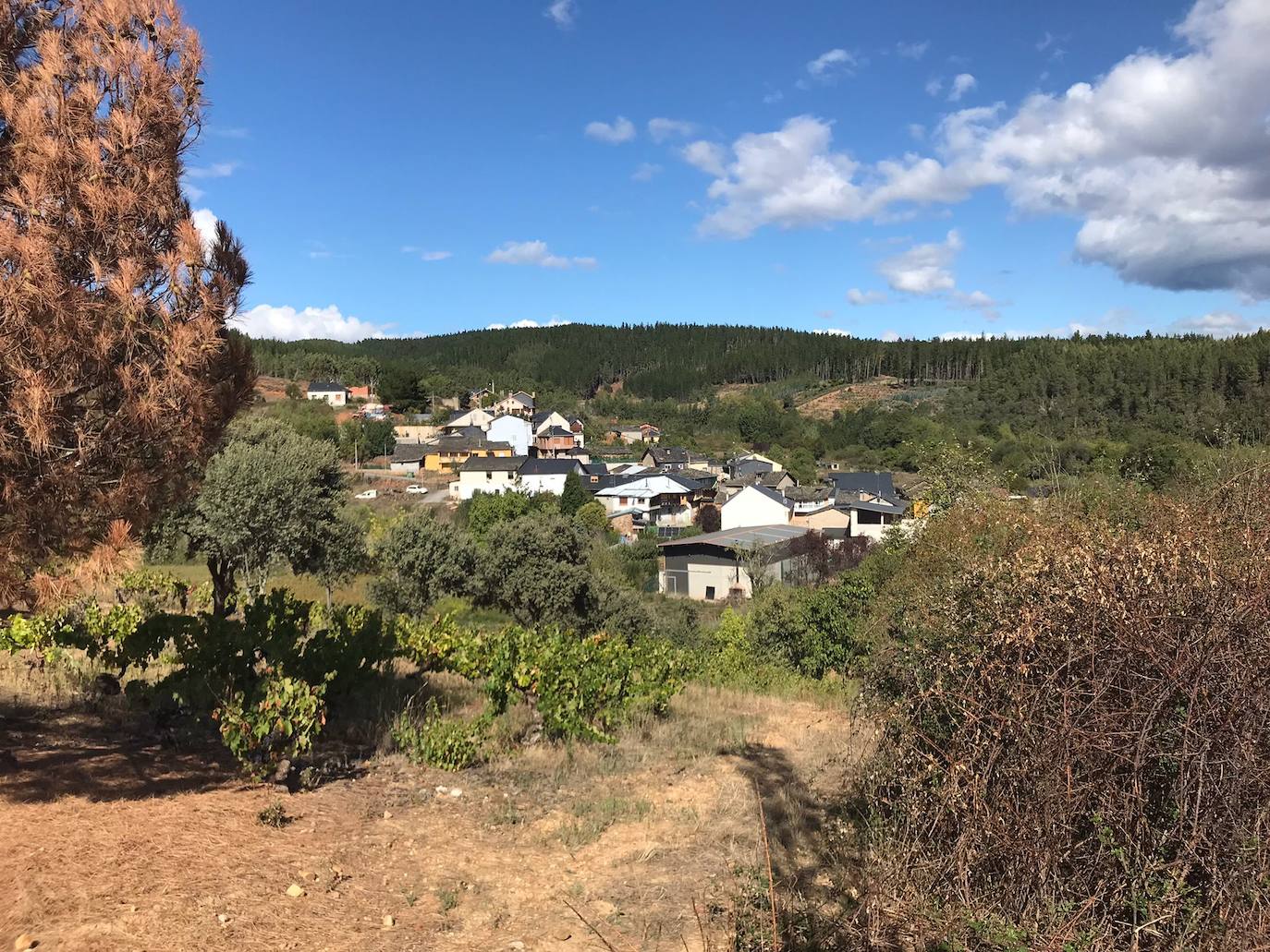 Imagen secundaria 1 - Imágenes del pueblo Berciano y su bosque. 