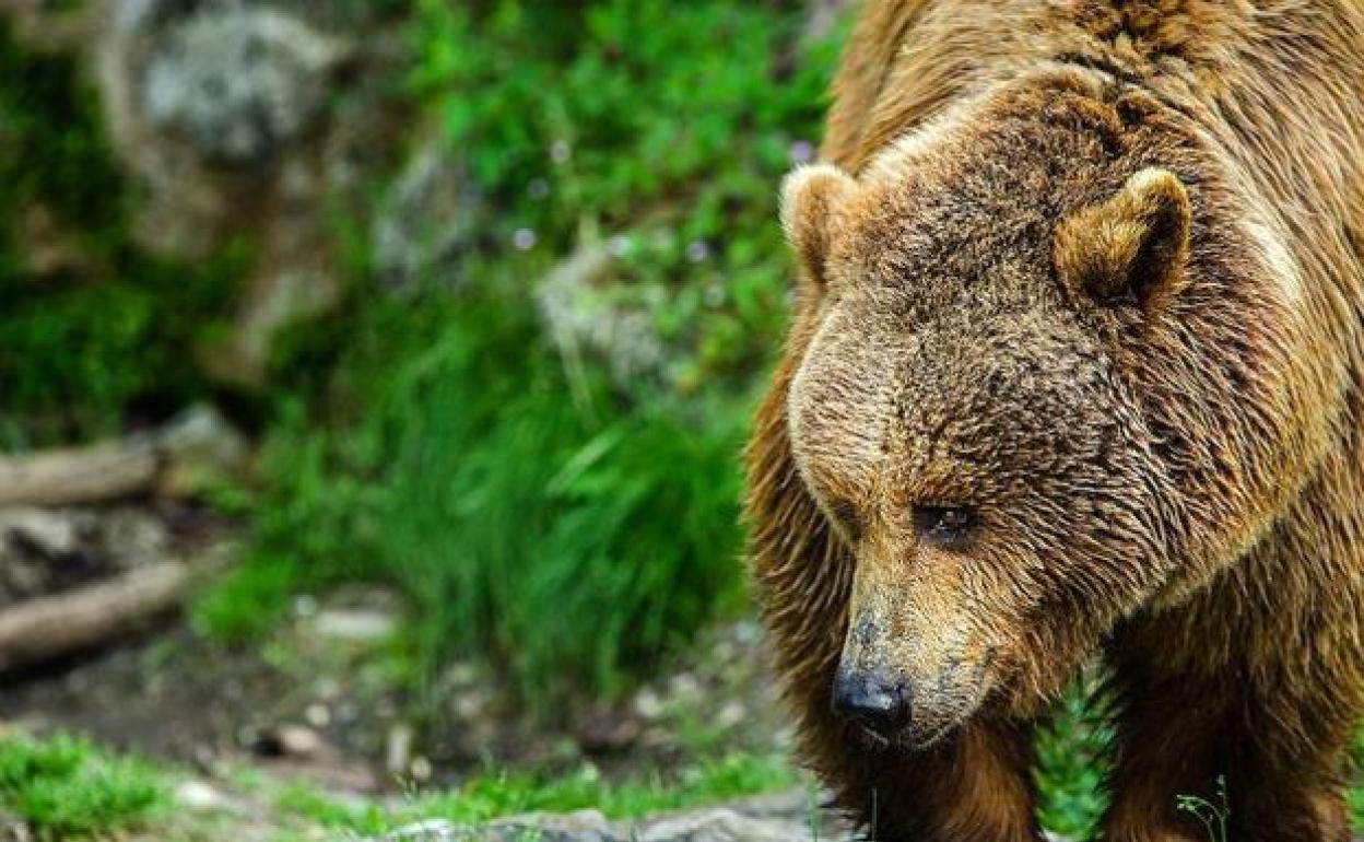 Ejemplar de oso pardo.