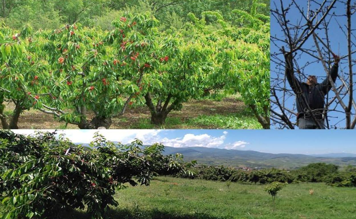 La Asociación Berciana de Agricultores organiza un curso de poda del cerezo en Toral de Merayo