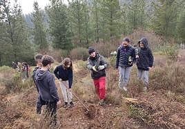 Imagen de la plantación de árboles realizada en el 2022.