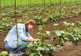 Una mujer trabaja en el campo.