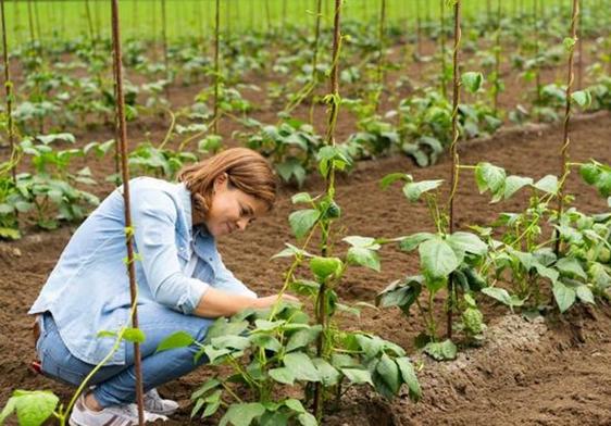 Una mujer trabaja en el campo.