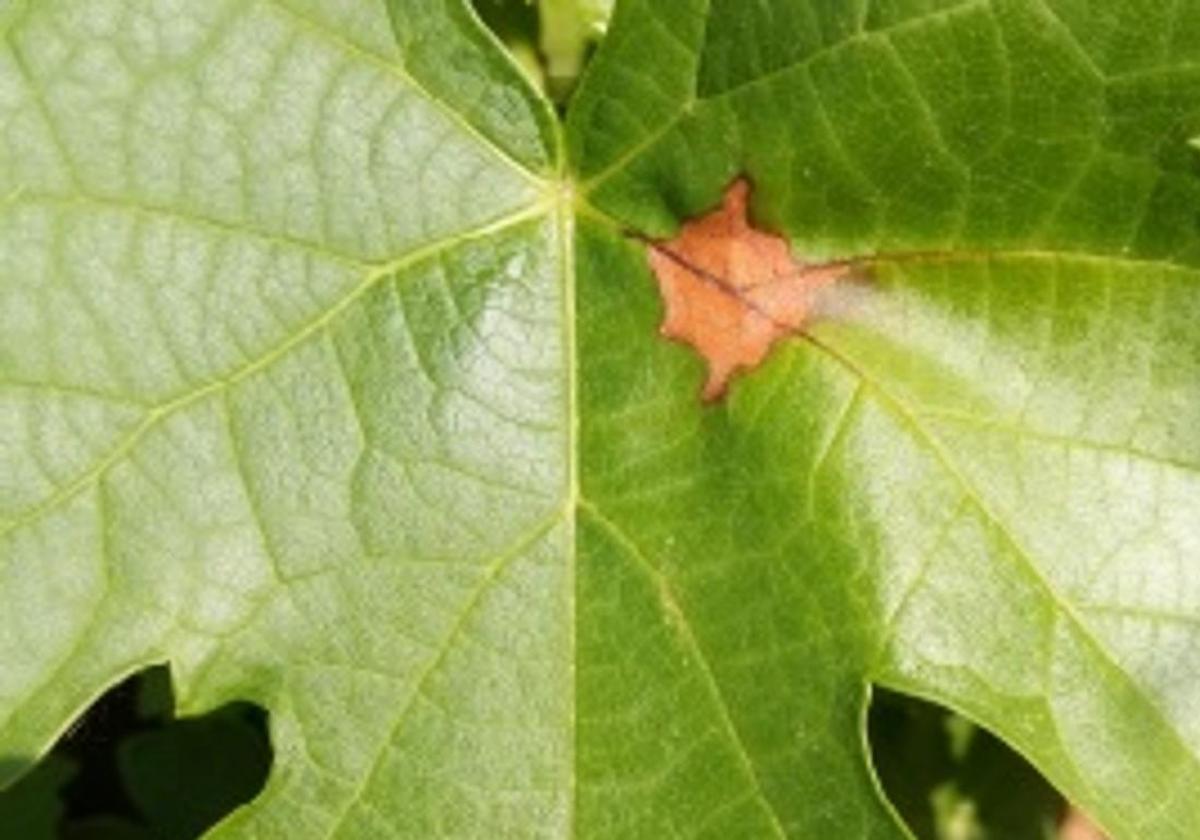 Mancha de black-rot en una hoja de vid.