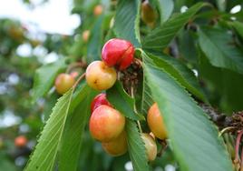 Las lluvias provocan el rajado del fruto en los cerezos del Bierzo.