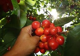 Cerezas del Bierzo.