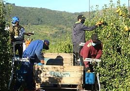 Imagen de archivo de la recogida de pera en el Bierzo.