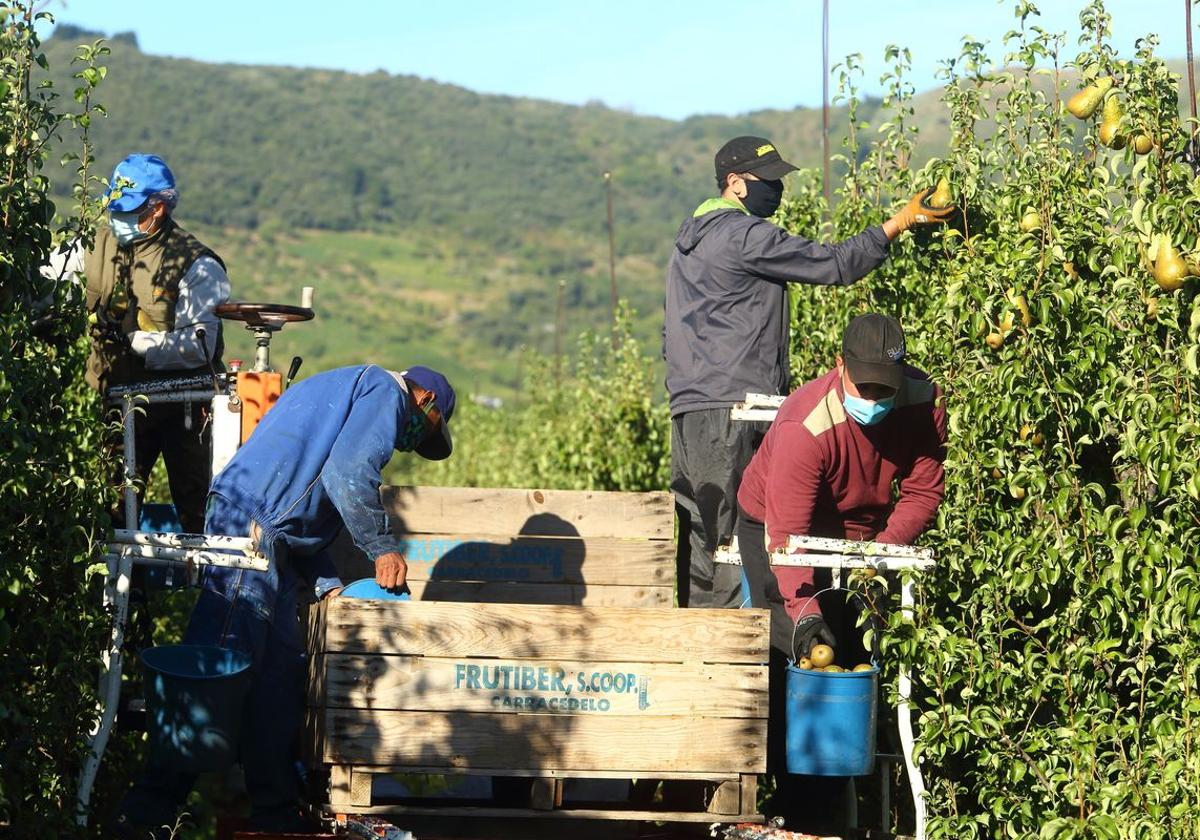 La temporada de recolección generará más de 1.500 empleos en el Bierzo