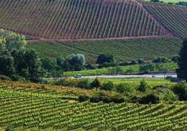 Viñedos en el Bierzo.