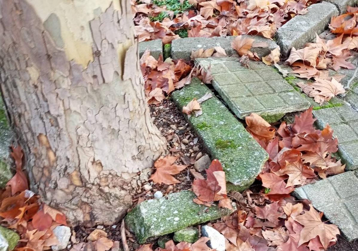 Imagen de daños en las aceras en el parque situado junto al colegio Peñalba en Ponferrada.