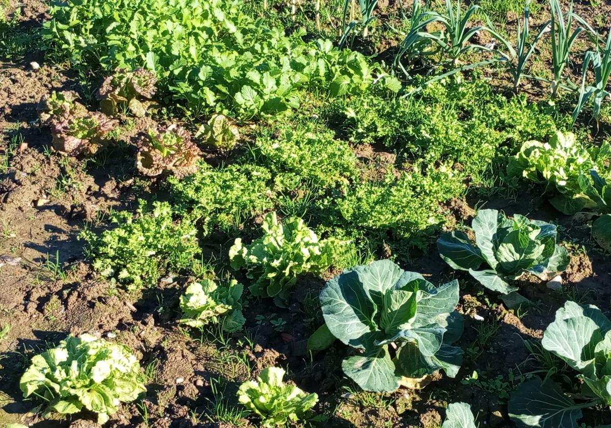 Un cachito de huerta en casa