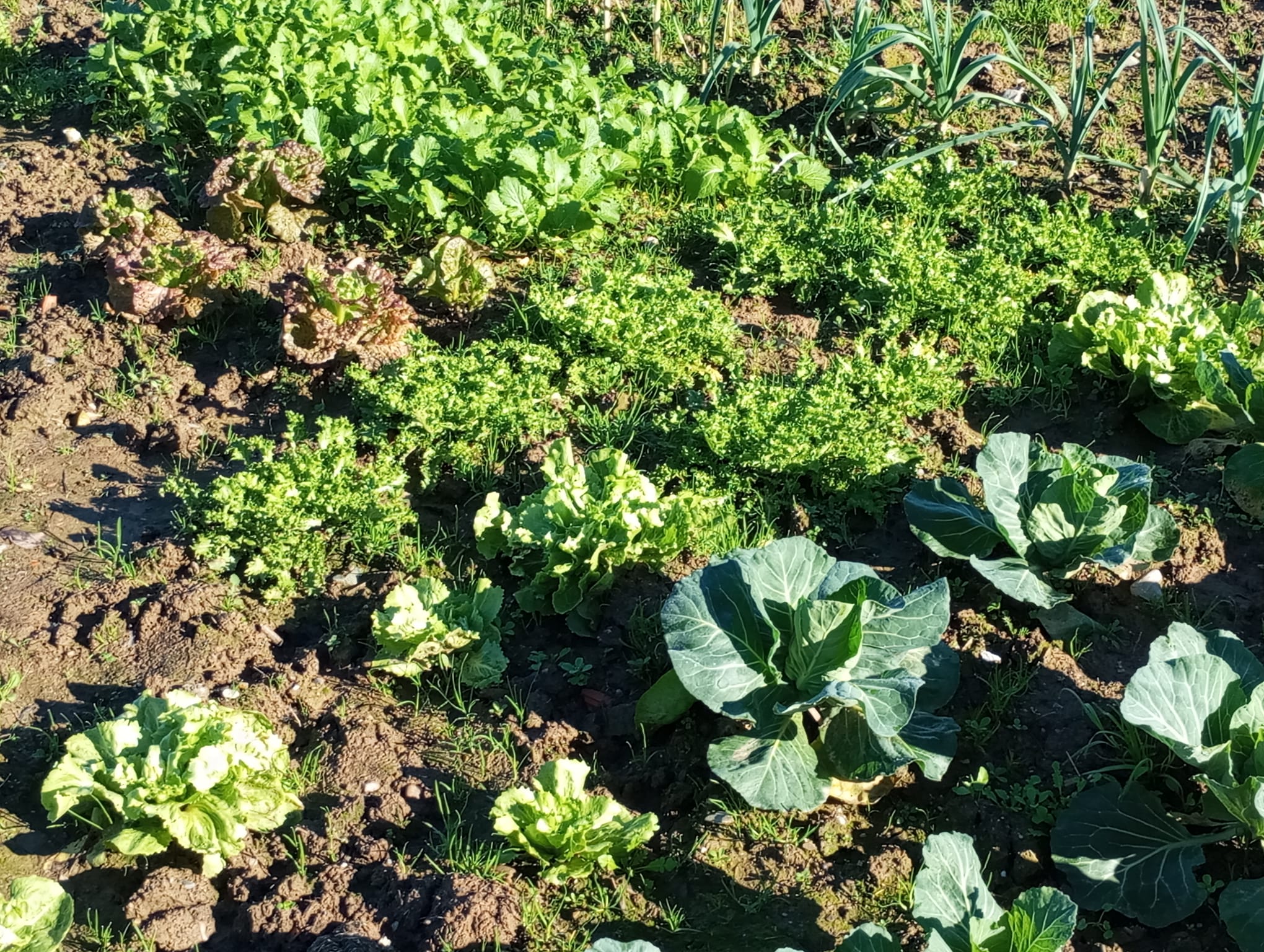 Un cachito de huerta en casa