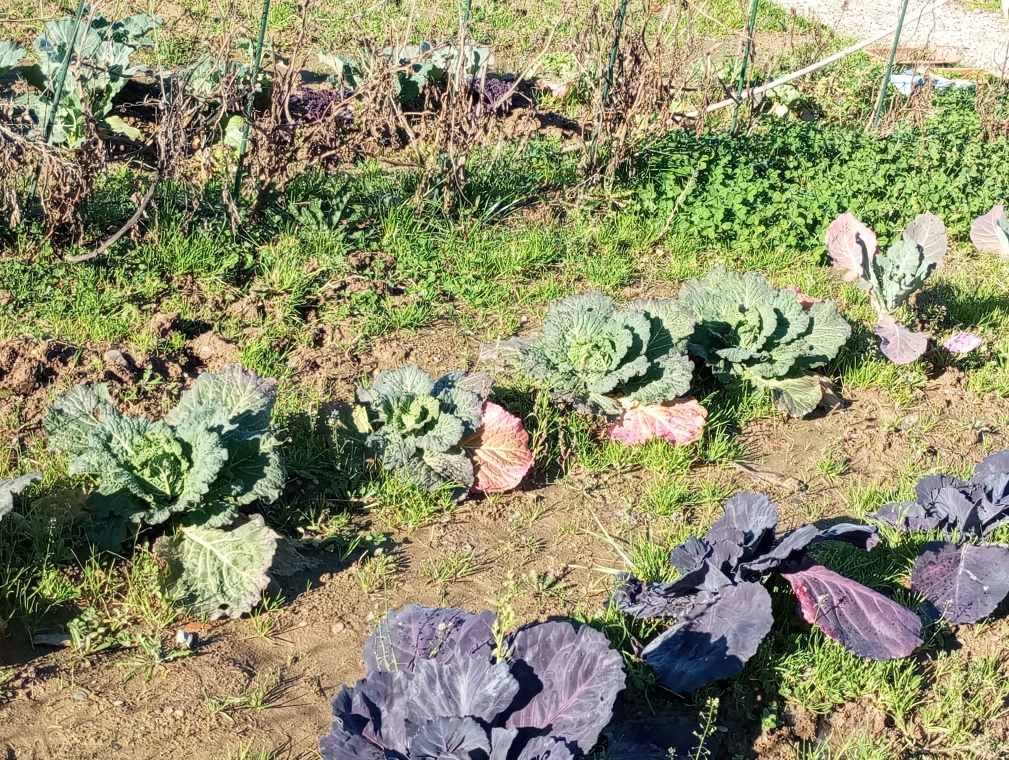 Un cachito de huerta en casa