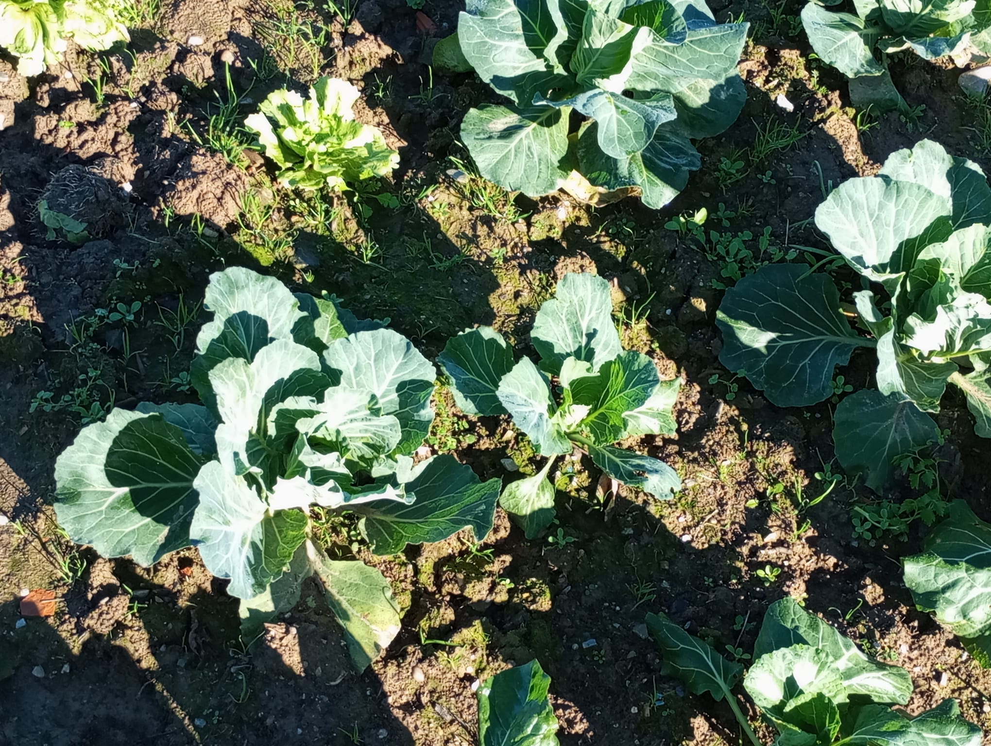 Un cachito de huerta en casa