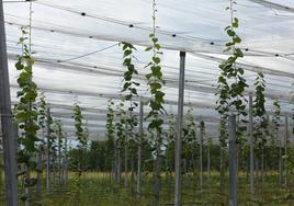 Imagen de una plantación de kiwis gestionada por el Banco de Tierras del Bierzo.