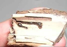 Galería de Xileborus dispar en el interior de una rama de peral.