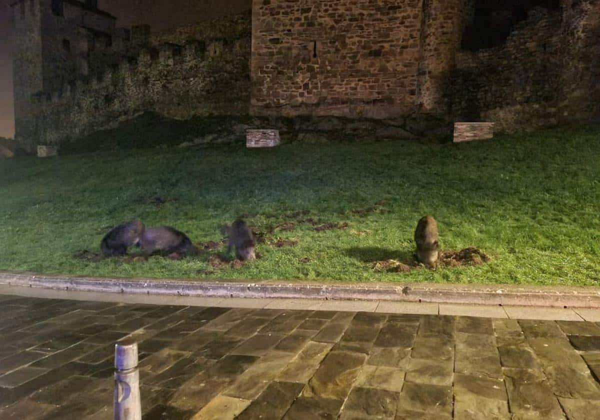 Capturados los primeros ejemplares de jabalíes que campaban por Ponferrada