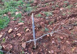 Imagen de uno de los árboles destrozados en el Bosque Didáctico.