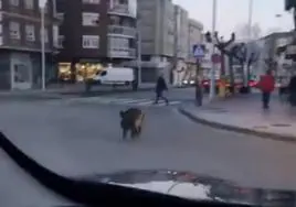 Captura del vídeo en el que se ve al jabalí por la zona alta de Ponferrada.