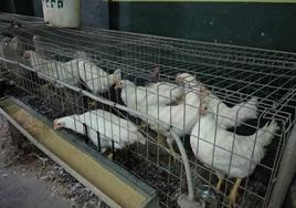 Ejemplares de gallinas en una tienda agraria situada en la avenida de Asturias de Ponferrada.