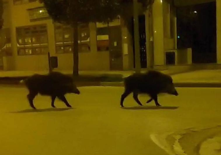 Imagen de la pareja de jabalíes paseando de madrugada por la avenida de Portugal de Ponferrada.