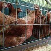 Ejemplares de gallinas a la venta en una tienda agraria de Ponferrada.