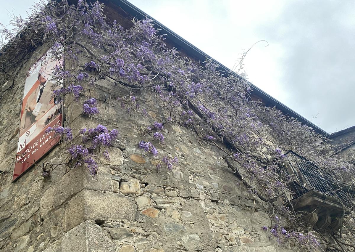 Imagen secundaria 1 - Glicinia en Ponferrada.