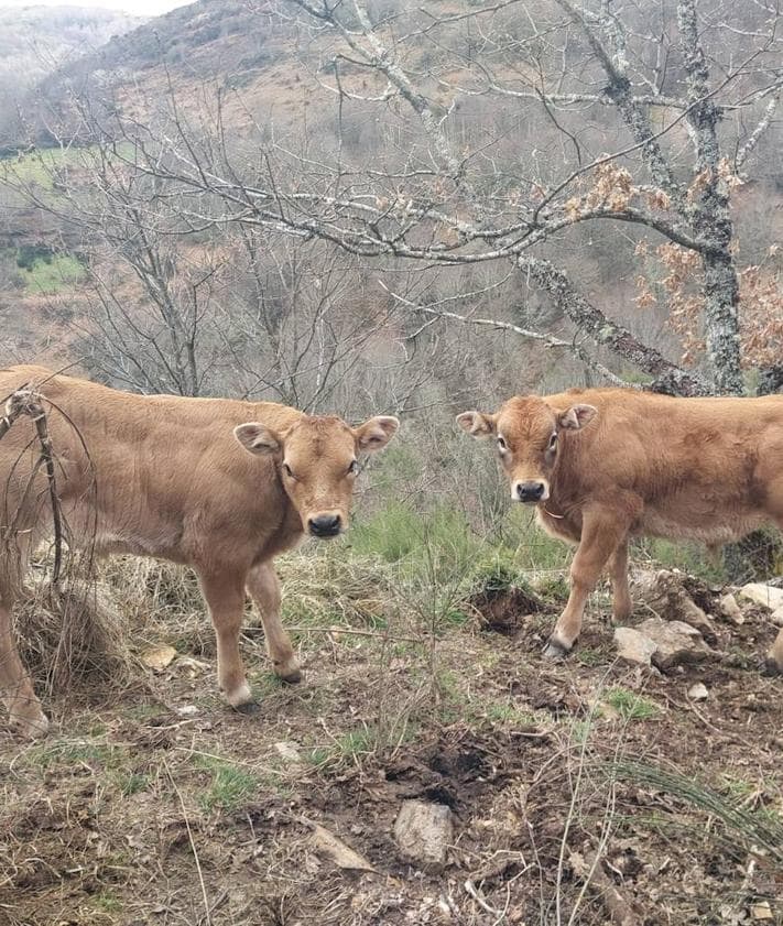 Imagen secundaria 2 - Explotación de ganado ente las localidades bercianas de Las Herrerías y La Faba, en el municipio berciano de Vega de Valcarce.