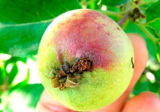 Fruta afectada por barreno.