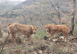 Ejemplares de una explotación de vacuno en el Bierzo Oeste.