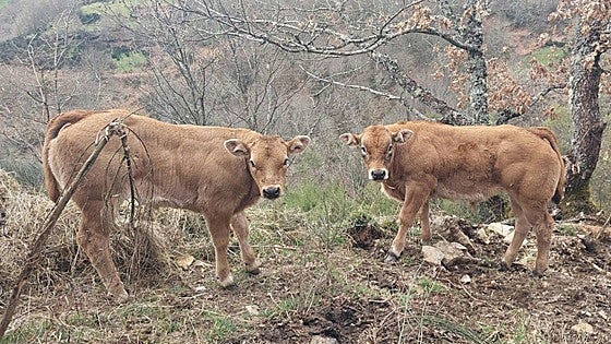 El cierre del matadero de Toreno pone en riesgo la carne kilómetro cero en El Bierzo