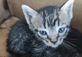 Imagen de uno de los cuatro cachorros de gato rescatados por los Bomberos de Ponferrada de un incendio en una casa en Fuentesnuevas.