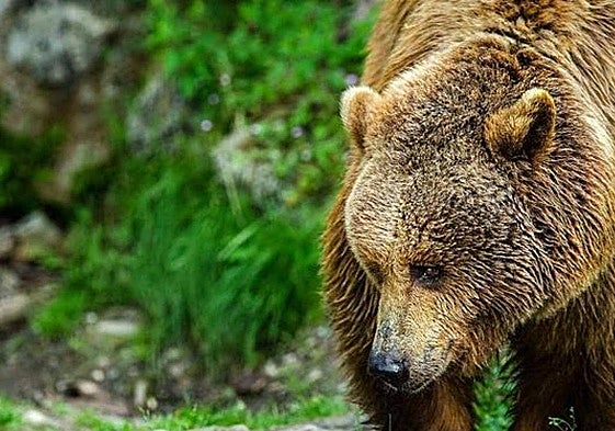 Ejemplar de oso pardo.