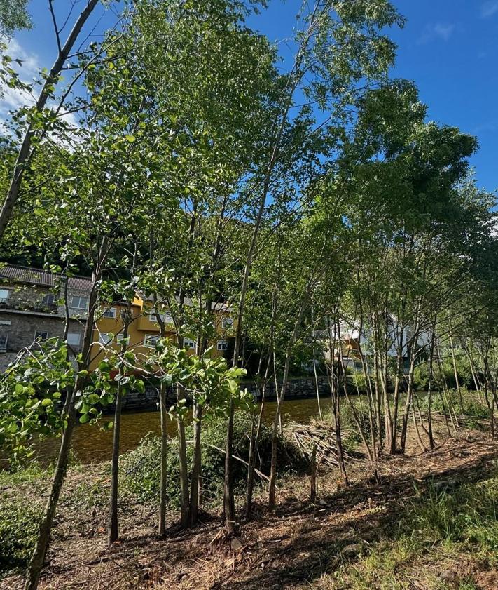 Imagen secundaria 2 - Imágenes de las labores de limpieza del río Burbia.