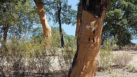 La Junta destina 400.000 euros para mejorar alcornocales en Arganza y Carucedo
