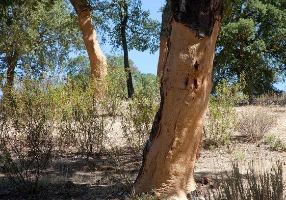 Imagen de un alcornocal.